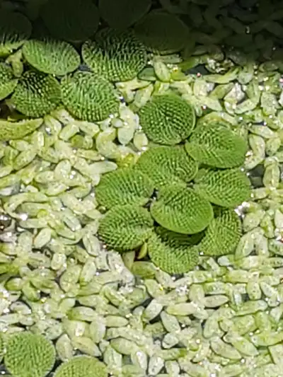 salvinia aquarium plants , View more