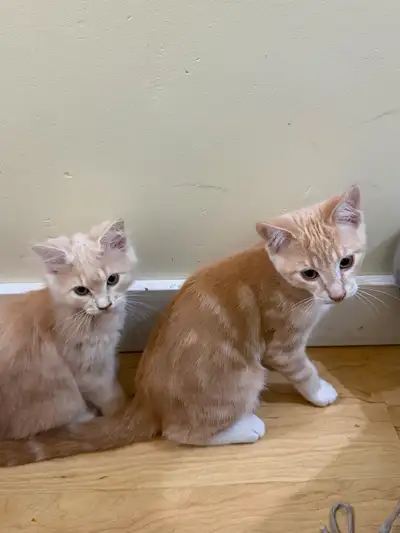 4 month old kittens, View more