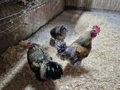 oeufs fécondé brahma croisé, View more