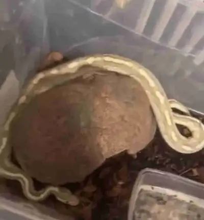Looking for Free Reptile Enclosures / Supplies for My Ball Pytho, View more