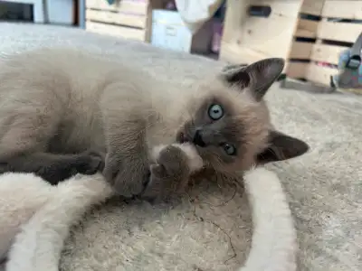 I have a super cute and playful ragdoll kitten. Due to their gentle, easygoing nature, they are exce...