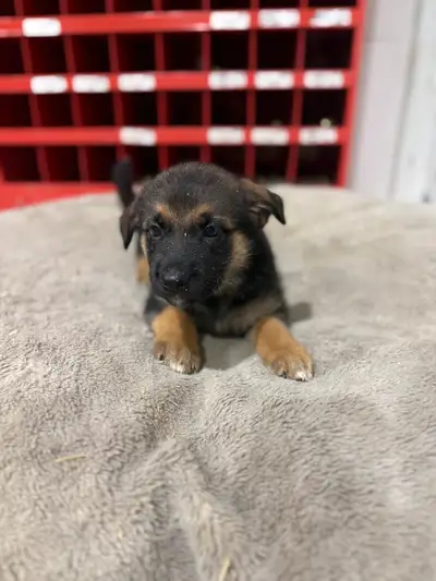 CHIOT BERGER ALLEMAND , View more