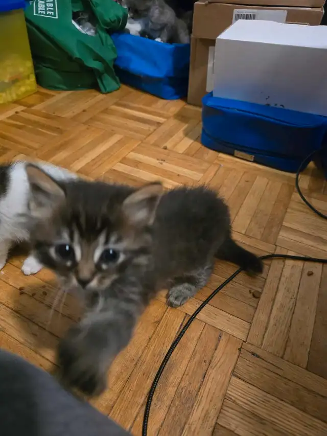 ragdoll cross siberian kittens