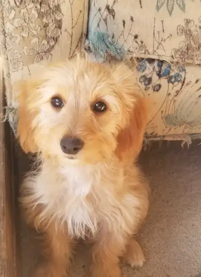 Bichon toy Poodle puppies, View more