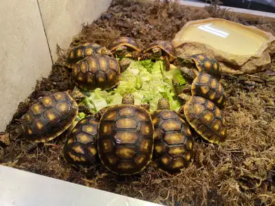 Tortue charbonniere / Redfoot tortoise, View more