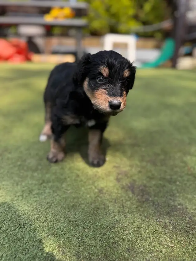 Sheltie/Portie Mix 7 Puppies READY IN 1 WEEK in Dogs & Puppies for Rehoming in City of Toronto - Image 10