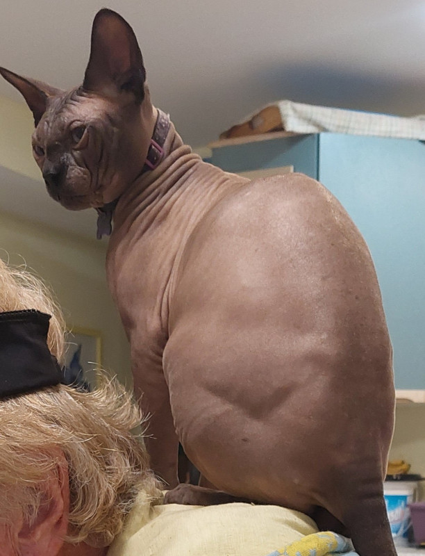 Come see our SphynX family  - Babies ready in April in Cats & Kittens for Rehoming in Comox / Courtenay / Cumberland - Image 3