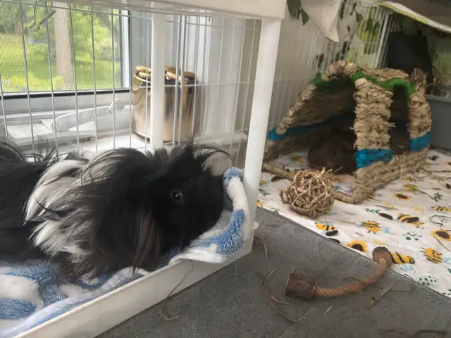  2 male Guniea pigs  in Other in Markham / York Region - Image 3