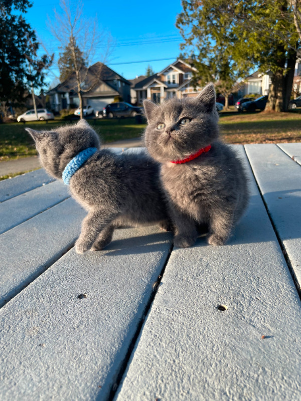 Blue British Shorthair in Cats & Kittens for Rehoming in Burnaby/New Westminster - Image 2