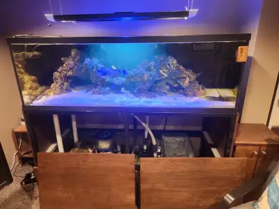 We are moving and I have to shut down my salt water tank. I need to sell the fish and live rock. It...
