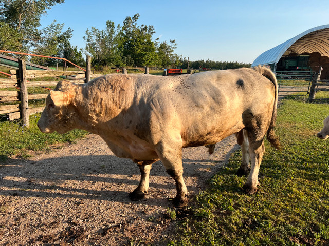 mature Charolais bull in Livestock in Barrie