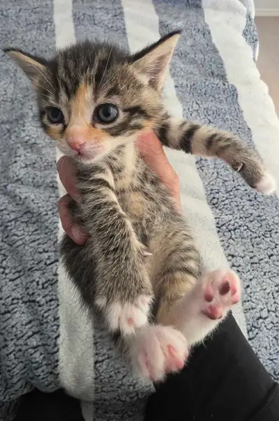 5 baby kittens, View more