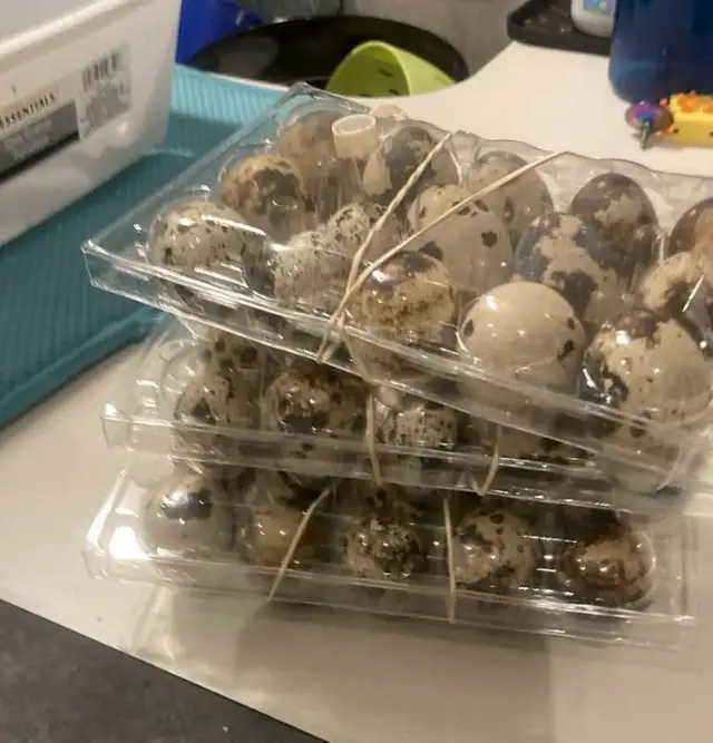 Quail eggs in Livestock in Hamilton - Image 3