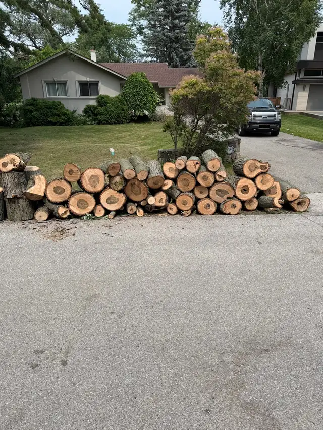 Tree removal and Pruning  in Lawn, Tree Maintenance & Eavestrough in City of Toronto - Image 4
