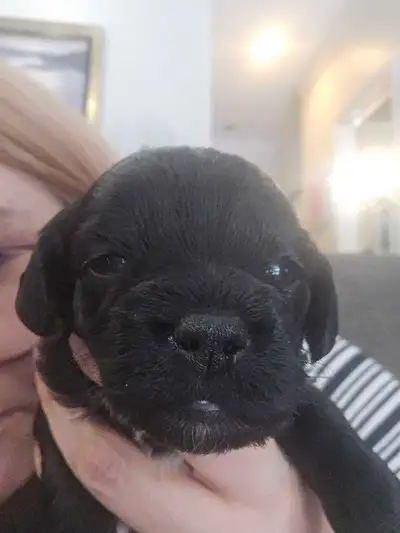 Bébé poogle, View more