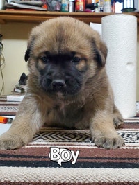 Loving puppy's for sale