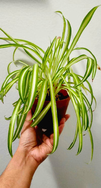 Purge! Spider plant sale- Air purifier Plant for Room