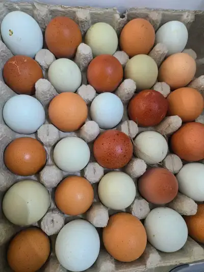 Mes reproducteurs ////Nos Coqs//// Marans noir camail cuivrée et Marans lavande/isabel ////Nos Poule...
