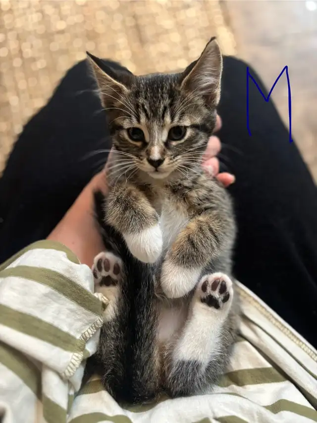 Chatons cherchent familles in Cats & Kittens for Rehoming in Trois-Rivières - Image 4
