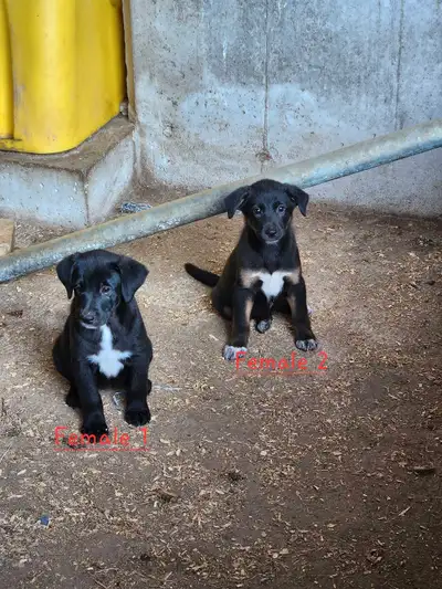 Lab/Blue heeler/German shepherd mix puppies!, View more
