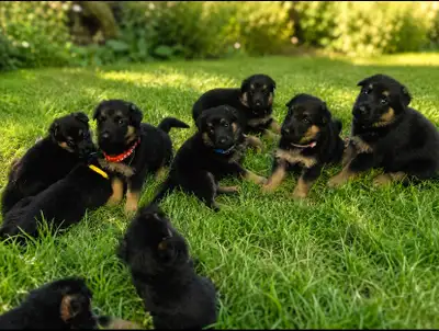 German Shepherd Puppies -  Visits welcome, View more