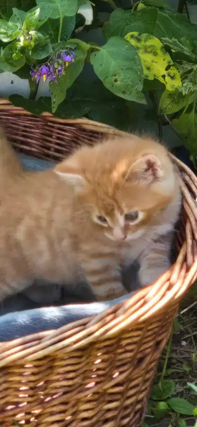 female ginger kitten, 8 weeks eating and litter trained, View more