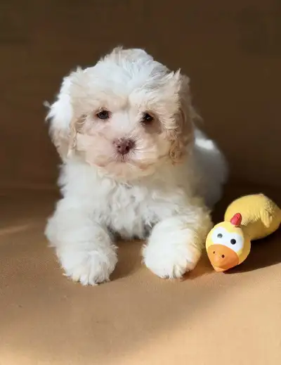 Malshi male puppy, View more