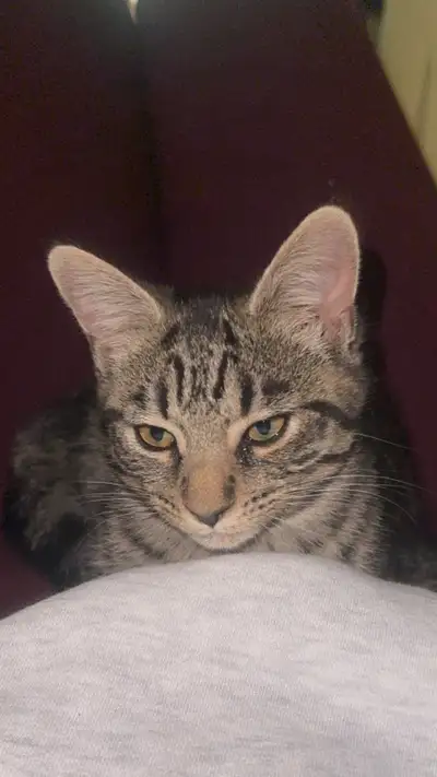 Bengal mix female kitten 14 weeks old, View more