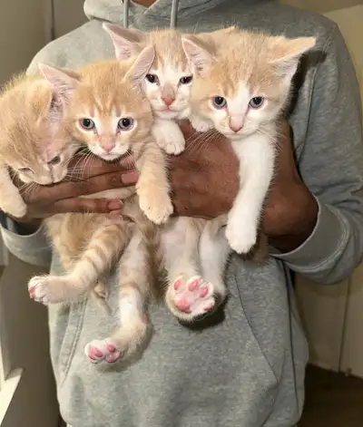 KITTENS FOR SALE, View more