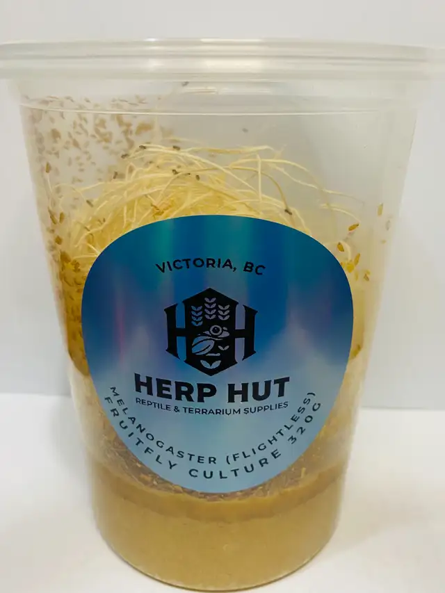 Fruit fly cultures/feeders in Reptiles & Amphibians for Rehoming in Victoria - Image 3