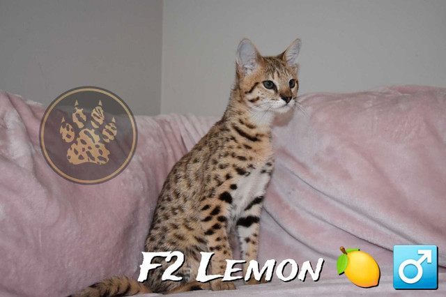 F2-F6-F8-F9 Savannah Kittens in Cats & Kittens for Rehoming in Markham / York Region