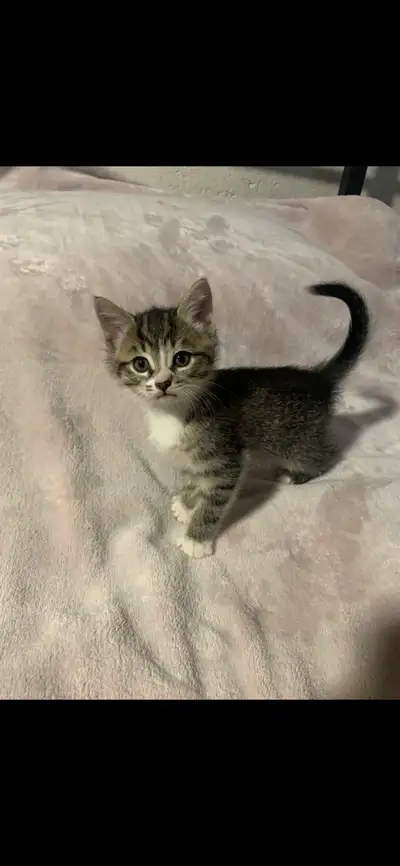 Beautiful Female Kitten , View more