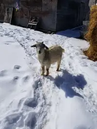 Friendly Goat for Sale