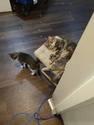 These two handsome male cats are looking for a new loving home! Both are litter trained. They have b...