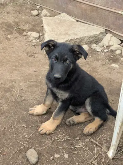 Adorables Chiots Berger Allemands belle ligne, View more