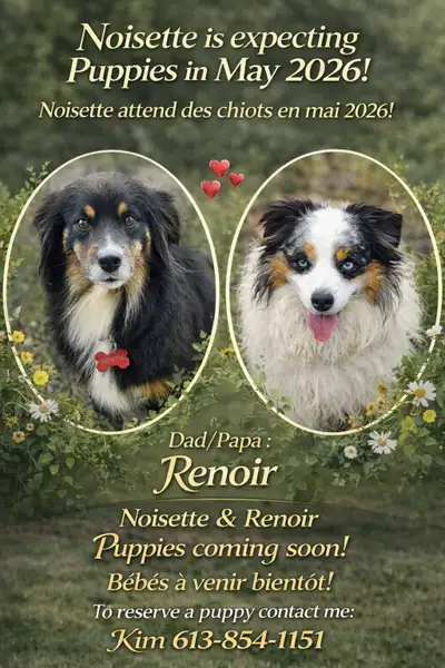 Australian Shepherd, Berger australien, View more