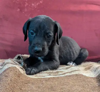 great dane puppies, View more