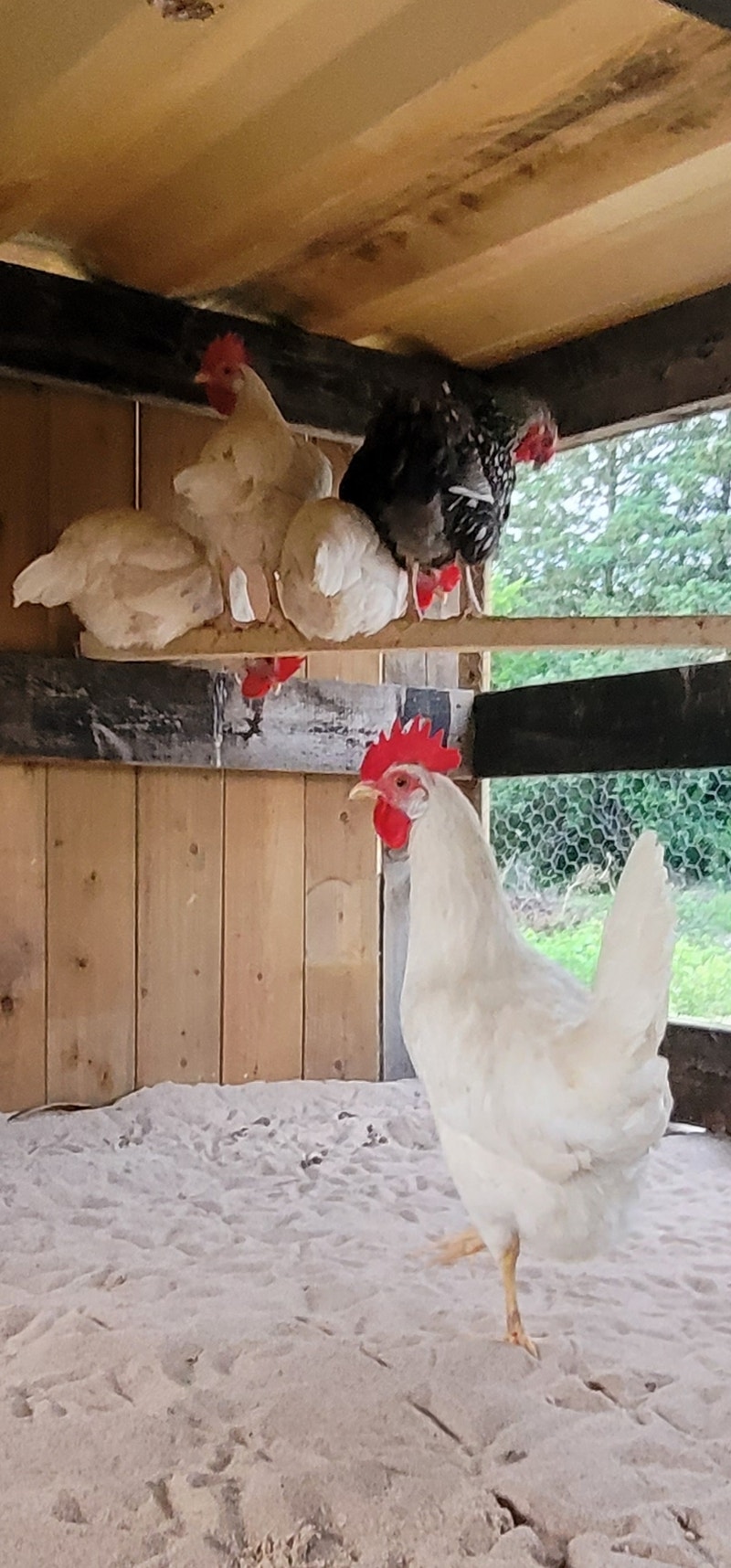 Daily laying flock of chickens forsale Livestock Markham / York