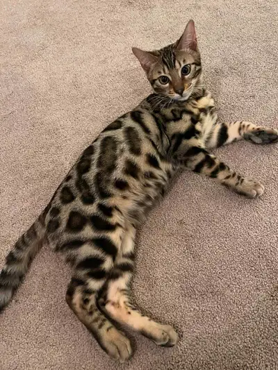 Chaton bengal pure a vendre