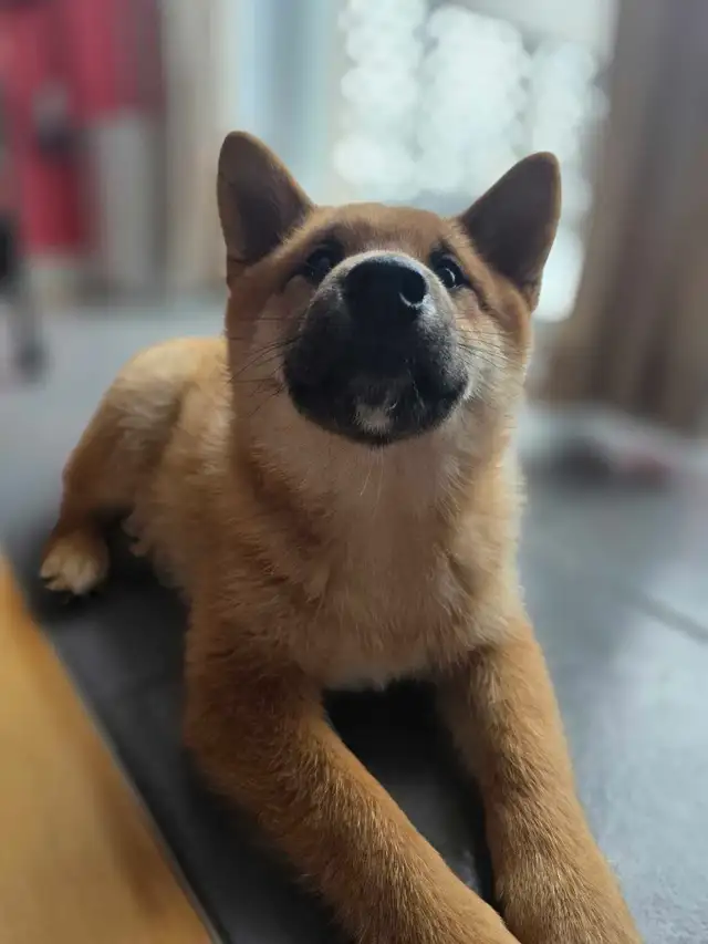 Shiba inu reste 1 male 1 fem pour reservation in Dogs & Puppies for Rehoming in Drummondville - Image 10