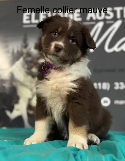 chiots Berger Australien , View more