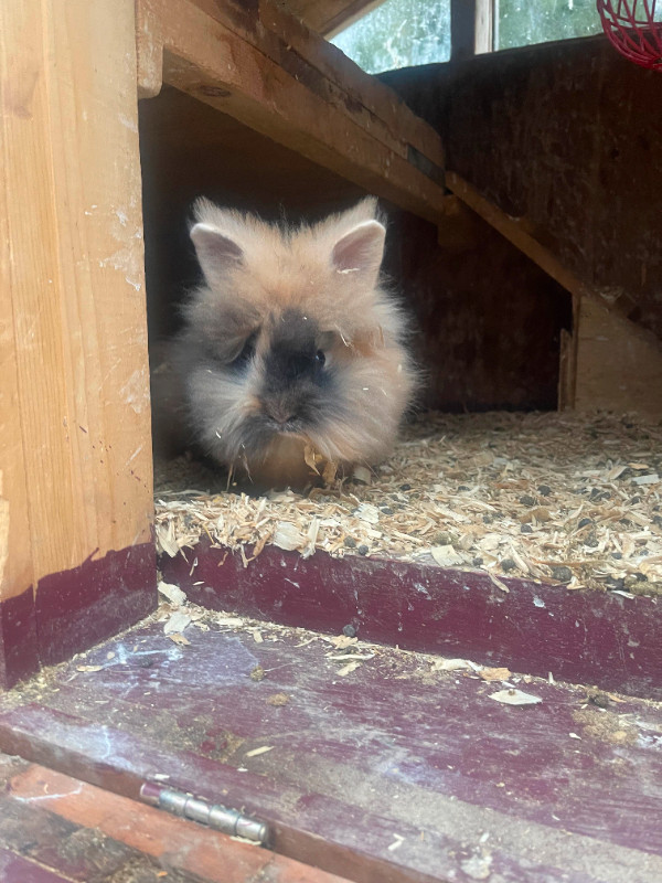 Lionhead rabbits in Small Animals for Rehoming in North Bay - Image 4