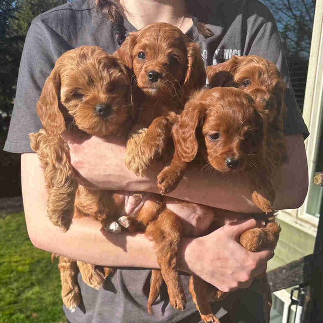 2nd generation cavapoo (1 dark red boy left) in Dogs & Puppies for Rehoming in Victoria - Image 2
