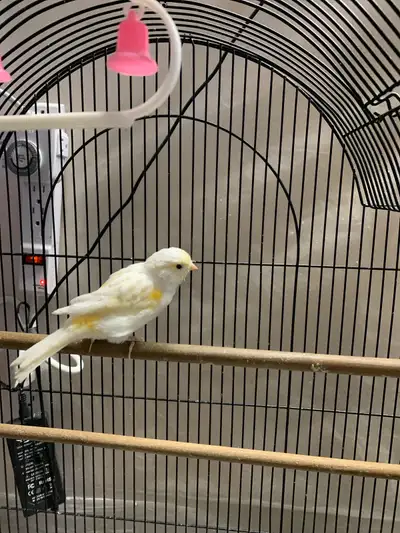 canary female for sale 2025 ready for breeding $60 , View more