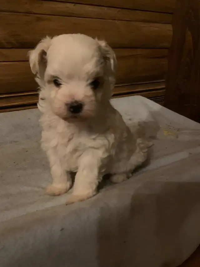 Maltipoo ( Maltese x Poodle ) NO SHEDDING ❤️ in Dogs & Puppies for Rehoming in Gatineau - Image 5