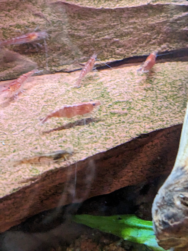 Aquarium shrimp for sale $20 for 20 in Fish for Rehoming in Oshawa / Durham Region - Image 2