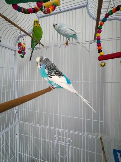 Budgie Parrots for sale, View more