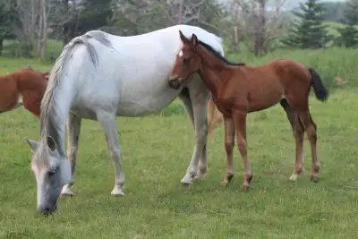 2026 Andalusian Warmblood Cross Colt, View more