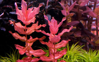 Rotala Macranda Aquarium plant