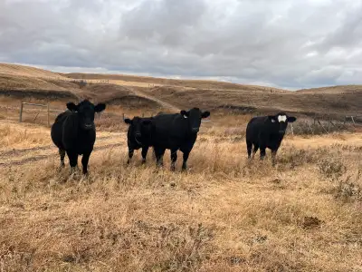 60 Bred Heifers for sale. Calving Feb 1 for 70 days. All from the Solverson herd bred to 70lb birthw...